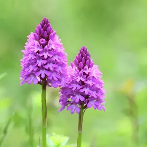 Print of Pyramidal orchid in flower, Hampshire, UK June Print of Pyramidal orchid in flower, Hampshire, UK June