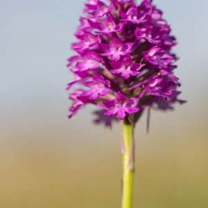 Pyramidal Orchid (Anacamptis pyramidalis) Peak District National Park, Derbyshire, UK Pyramidal Orchid (Anacamptis pyramidalis) Peak District National Park, Derbyshire, UK
