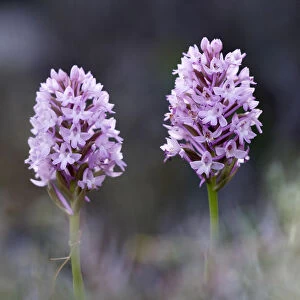 Two Pyramidal orchids (Anacamptis pyramidalis) in flower, Kato Archanes, Crete, Greece