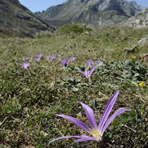 Pyrenean merendera / False meadow saffron (Merendera pyrenaica / Colchicum montanum)