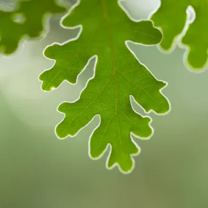 Pyrenean oak tree leaves (Quercus pyrenaica), Campanarios de Azaba Biological Reserve