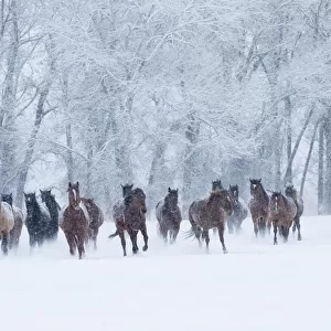 Quarter horses running in snow at ranch, Shell, Wyoming, USA, February