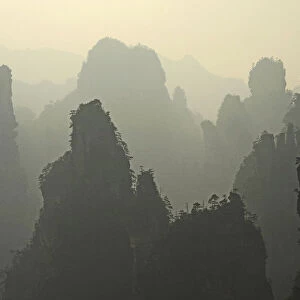 Quartz-sanstone pillars covered with Wulingyuan pine trees (Pinus spp)