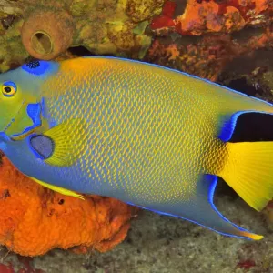Queen Angelfish Print (Holacanthus ciliaris) Queen Angelfish Print (Holacanthus ciliaris)