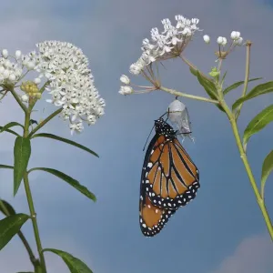Queen butterfly (Danaus gilippus) expanding wings after emerging from chrysalis Queen butterfly (Danaus gilippus) expanding wings after emerging from chrysalis