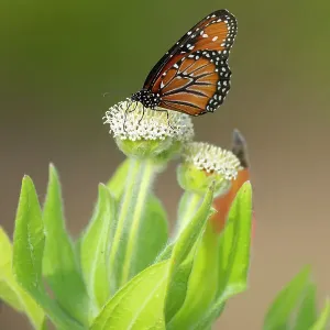 Queen butterfly (Danaus gilippus) nectaring on endemic Daisy tree (Scalesia villosa) flowers. Floreana Island, Galapagos Islands, Ecuador Queen butterfly (Danaus gilippus) nectaring on endemic Daisy tree (Scalesia villosa) flowers. Floreana Island, Galapagos Islands, Ecuador