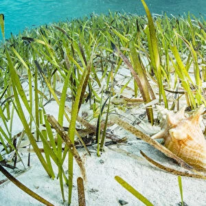 Queen conch (Lobatus gigas) juvenile feeding on algae growing on Seagrass (Thalassia