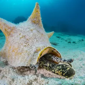 La concha real (Strombus gigas) extendiendo su proboscide y ojos pedunculados a medida que se mueve. La concha real (Strombus gigas) extendiendo su proboscide y ojos pedunculados a medida que se mueve.