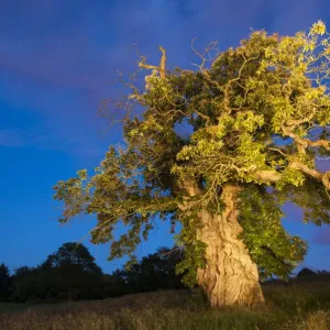 Queen Mary's Tree Print, a 600-year-old Sweet chestnut Queen Mary's Tree Print, a 600-year-old Sweet chestnut