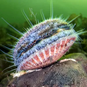 La palourde royale (Aequipecten opercularis) se nourrit. Glencoe, Ballachulish, Lochaber. La palourde royale (Aequipecten opercularis) se nourrit. Glencoe, Ballachulish, Lochaber.