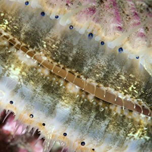 Queen scallop (Chlamys / Aequipecten opercularis) close-up showing eyes in a row
