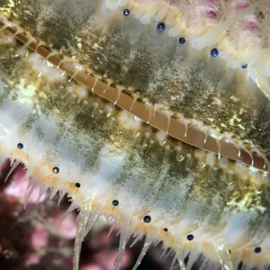 Queen scallop (Chlamys / Aequipecten opercularis) close-up showing eyes in a row Queen scallop (Chlamys / Aequipecten opercularis) close-up showing eyes in a row