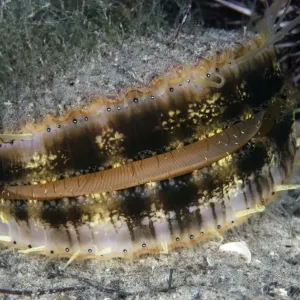 Queen scallop (Chlamys / Aequipecten opercularis) swimming, Lofoten, Norway, November Queen scallop (Chlamys / Aequipecten opercularis) swimming, Lofoten, Norway, November