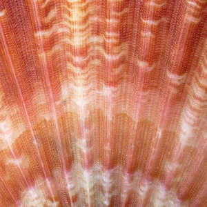 Detail of Queen scallop shell (Aequipecten / Chlamys opercularis). Anglesey, Wales, UK. December Detail of Queen scallop shell (Aequipecten / Chlamys opercularis). Anglesey, Wales, UK. December