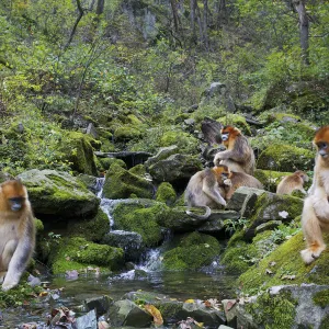 Quinling Golden snub nosed monkey (Rhinopitecus roxellana qinlingensis) family group