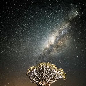 Quiver tree (Aloe dichotoma) with the Milky Way at night, and light pollution