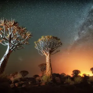 Quiver tree (Aloe dichotoma) with the Milky Way at night, and light pollution from town in the distance, Keetmanshoop, Namibia. Colours accentuated digitally Quiver tree (Aloe dichotoma) with the Milky Way at night, and light pollution from town in the distance, Keetmanshoop, Namibia. Colours accentuated digitally