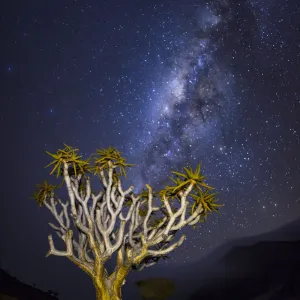 Quiver tree (Aloidendron dichotomum) at night with milky way visible in the sky