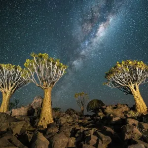 Quiver Tree Forest Nighttime Print Quiver Tree Forest Nighttime Print
