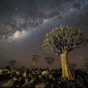 Foresta dell'albero tremante (Aloe dichotoma) di notte con stelle e la Via Lattea, Keetmanshoop, Namibia. Foresta dell'albero tremante (Aloe dichotoma) di notte con stelle e la Via Lattea, Keetmanshoop, Namibia.