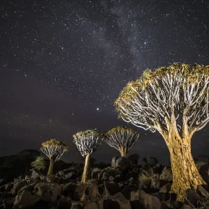 Quiver Tree Print with Milky Way Night Sky Quiver Tree Print with Milky Way Night Sky