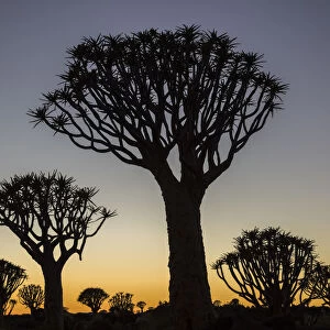 Quiver trees (Aloidendron dichotomum) silhouetted against dawn sky, Namibia, May