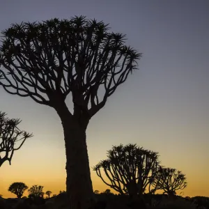 Quiver trees (Aloidendron dichotomum) silhouetted against dawn sky, Namibia, May