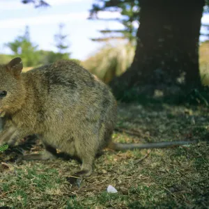 Quokka feeding on vegetation (Setonix brachyurus) Rottnest Island, Australia