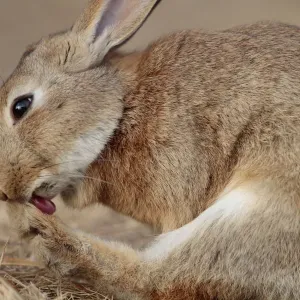 Hase putzt Zehen auf Okunoshima-Hase-Insel in der Stadt Takehara im Lande Hiroshima in Japan