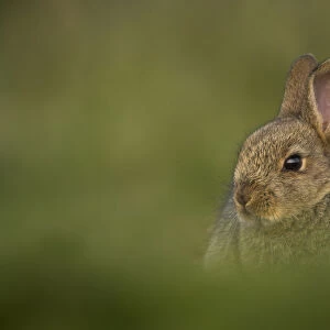 Rabbit (Oryctolagus cuniculus) amongst grass. Shetland Isles, Scotland, UK, April