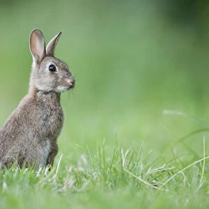 Rabbit (Oryctolagus cuniculus) on grassland, Hardington Moor NNR, Somerset, UK, June