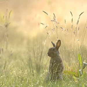 Rabbit (Oryctolagus cuniculus) sitting in grassland, Brasschaat, Belgium