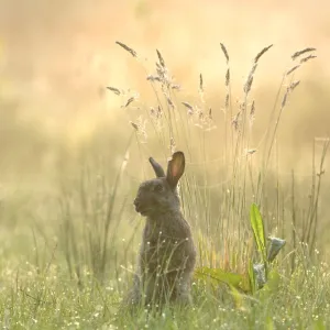 Rabbit (Oryctolagus cuniculus) sitting in grassland, Brasschaat, Belgium