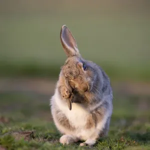 Rabbit juvenile grooming ears Print Rabbit juvenile grooming ears Print