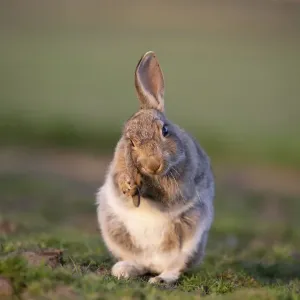 Rabbit (Oryctolagus cunniculus) juvenile grooming ears, Wiltshire, UK, May Rabbit (Oryctolagus cunniculus) juvenile grooming ears, Wiltshire, UK, May