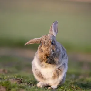 Rabbit (Oryctolagus cunniculus) juvenile grooming ears, Wiltshire, UK, May Rabbit (Oryctolagus cunniculus) juvenile grooming ears, Wiltshire, UK, May
