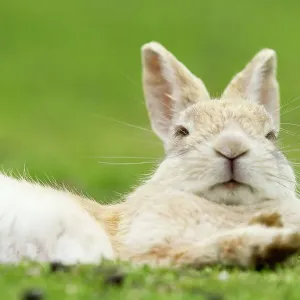 Un lapin reposant avec des oreilles alertes, l'île aux lapins Okunoshima, Takehara, Hiroshima, Japon. Un lapin reposant avec des oreilles alertes, l'île aux lapins Okunoshima, Takehara, Hiroshima, Japon.