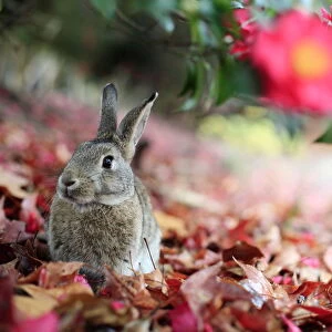 Rabbit sitting alert under flower, Okunoshima Rabbit Island, Takehara, Hiroshima