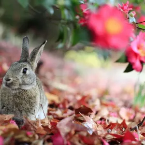 Kanin sitzt wach unter Blume auf Okunoshimaber Rufinsel in der Stadt Takehara im Land Hiroshima