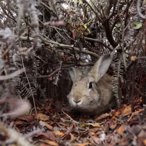 Vogel hüpfend durch Pfad im Buschland auf der Insel Okunoshima