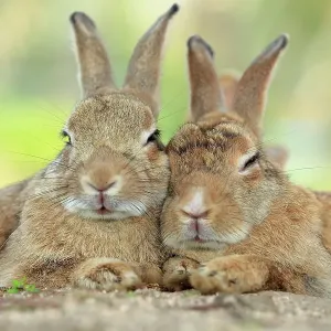 Les lapins reposant avec des oreilles alertes, l'île aux lapins d'Okunoshima, Takehara, Hiroshima, Japon. Les lapins reposant avec des oreilles alertes, l'île aux lapins d'Okunoshima, Takehara, Hiroshima, Japon.