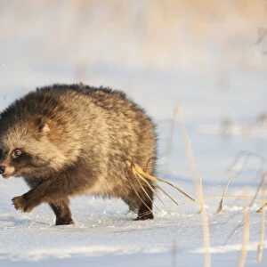 Raccoon dog (Nycterentes procyonoides) walking across snow, Vladivostok, Primorsky Krai