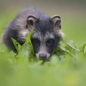 Raccoon dog (Nyctereutes procyonoides) portrait, Pohtiolampi, Kangasala, Finland