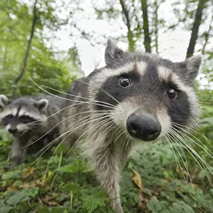Raccoon (Procyon lotor) approaching camera, Stanley park, Vancouver, British Columbia