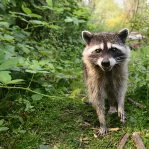 Raccoon (Procyon lotor) approaching with curiousity. Stanley Park, Vancouver, British Columbia