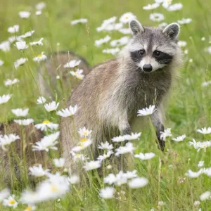 Raccoon Female with Cub Print, 2020 Raccoon Female with Cub Print, 2020