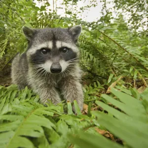 Raccoon (Procyon lotor) portrait, Stanley park, Vancouver, British Columbia, Cananda Raccoon (Procyon lotor) portrait, Stanley park, Vancouver, British Columbia, Cananda