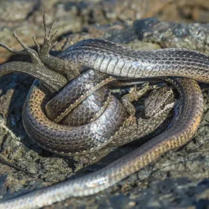 Serpiente de carrera (Pseudalsophis biserialis) alimentándose de lagartija de lava, Puerto Pajas. Serpiente de carrera (Pseudalsophis biserialis) alimentándose de lagartija de lava, Puerto Pajas.