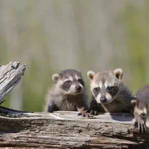 Racoon (Procyon lotor) three babies, captive, USA