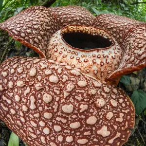 La fioritura di Rafflesia (Rafflesia keithii) è stata trovata sulla foresta pluviale per circa 3 giorni. La fioritura di Rafflesia (Rafflesia keithii) è stata trovata sulla foresta pluviale per circa 3 giorni.